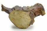 Huge Fossil Mosasaur (Tylosaurus) Vertebra - Texas #377821-5